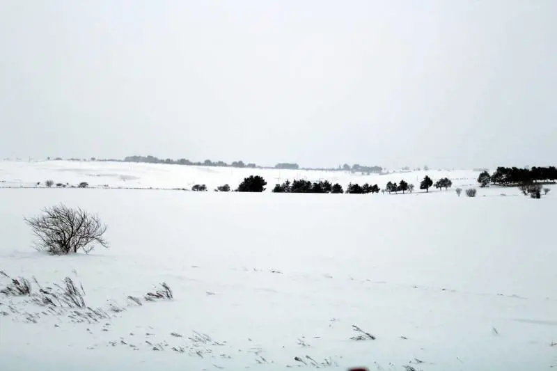 L'appello dell'allevatore: "In Puglia siamo completamente isolati per la neve"