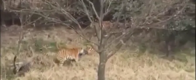 Cina, nello zoo tre tigri sbranano un uomo