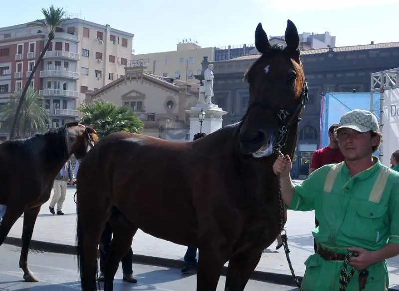 La "febbre da cavallo" è sparita. Scommesse a picco in 9 anni
