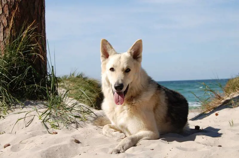 Una vacanza davvero bestiale. E in hotel il dog-menu è stellato