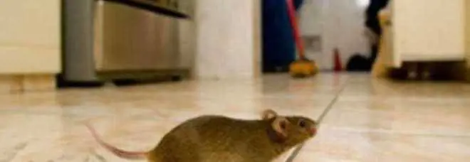 Roma, trovati topi in una scuola elementare