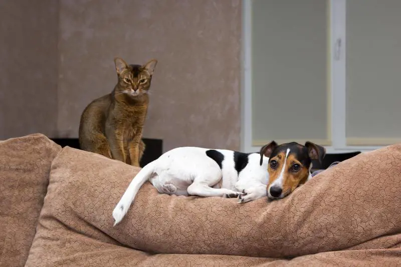 Cani e gatti non amano la cioccolata