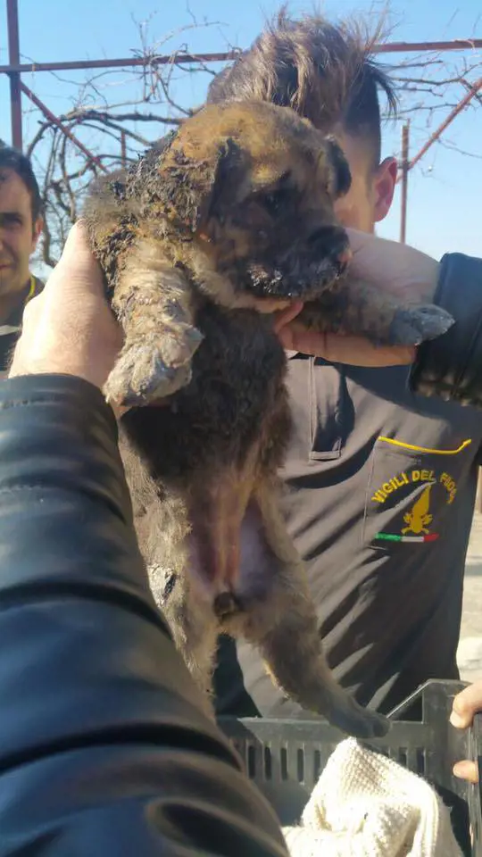 Arsi vivi in una busta: il terribile destino dei cuccioli