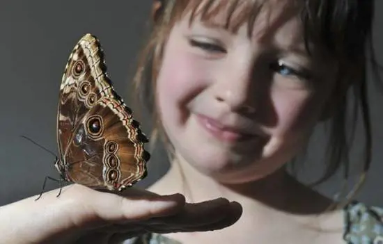 La fragilità e la forza dei “Bambini Farfalla"