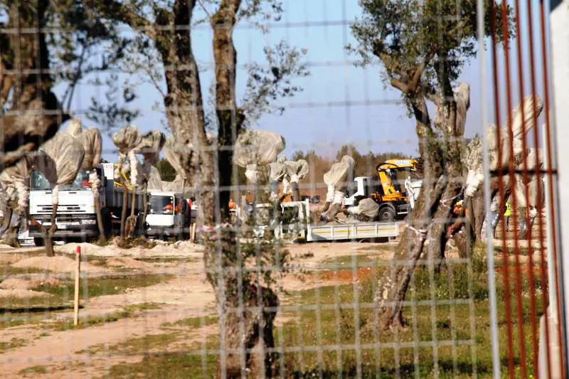Gli alberi saranno trasferiti in una masseria protetta. Poi torneranno al loro posto