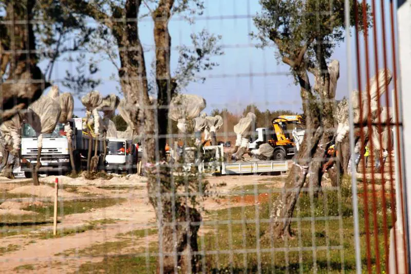 Alta tensione nelle campagne di Melendugno dove stamani il consorzio Tap ha ripreso le operazioni di espianto