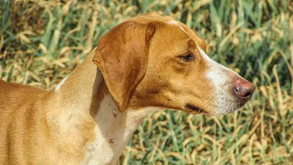 Il cane fa pipì sul cestino, multato il proprietario per 157 euro