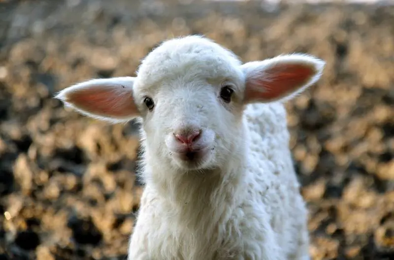 Tra vegani e carnivori (prima o poi) scoppierà la pace
