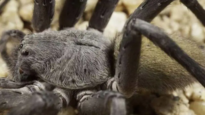 Scoperto un nuovo ragno gigante e velenoso
