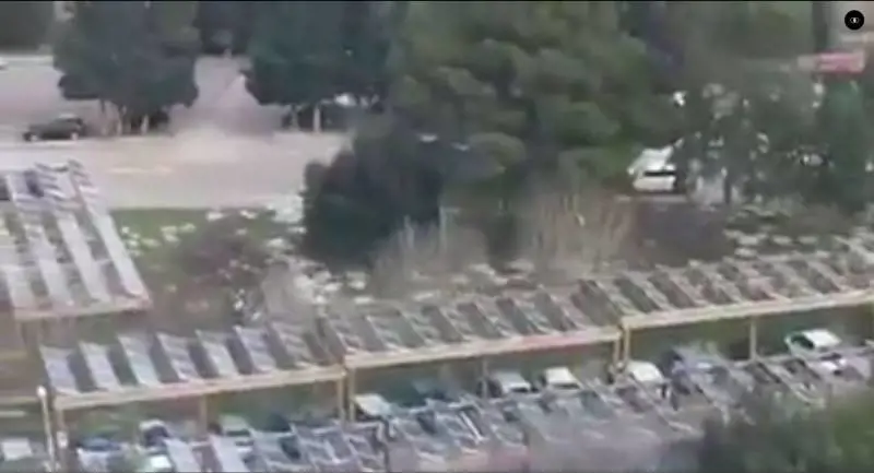 Cagliari, la denuncia del consigliere regionale: "Le pecore invadono l'ospedale"