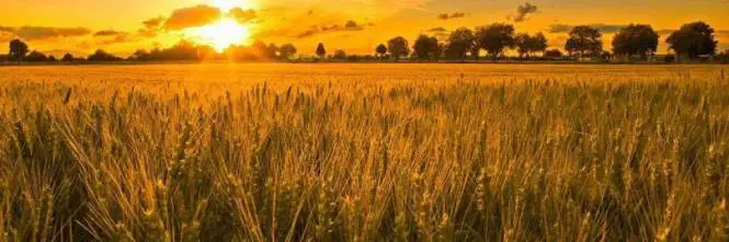 La Xylella torna in Puglia, ma ora infetta le spighe