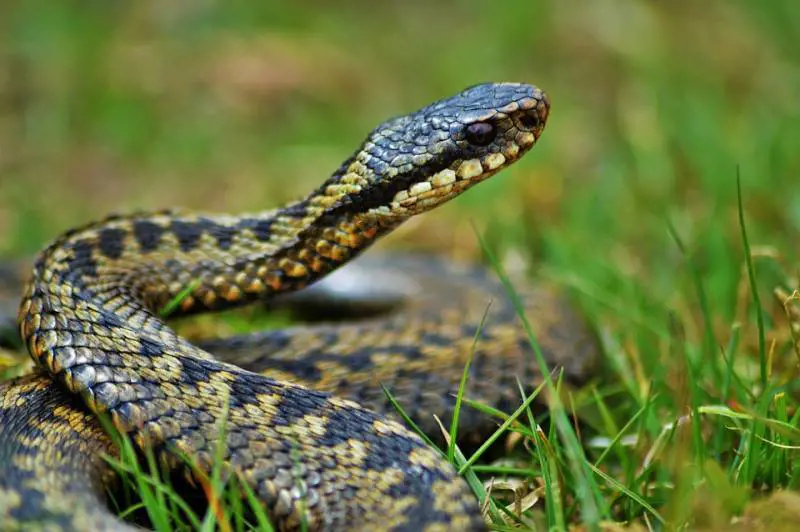 Muore dopo 15 giorni di agonia per il morso di una vipera