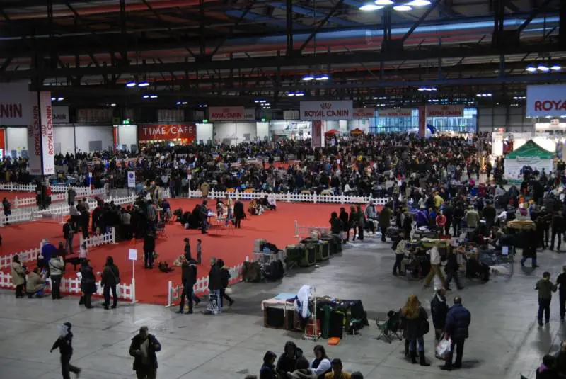 Gare e concorsi, la carica dei 10mila cani in Fiera