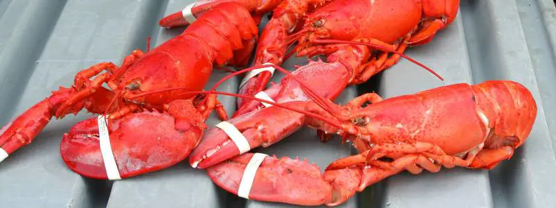 "I crostacei nel frigo soffrono". Per la Cassazione è maltrattamento