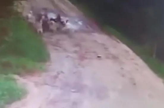 Uomo sbranato da un branco di cani: li aveva accuditi per due anni