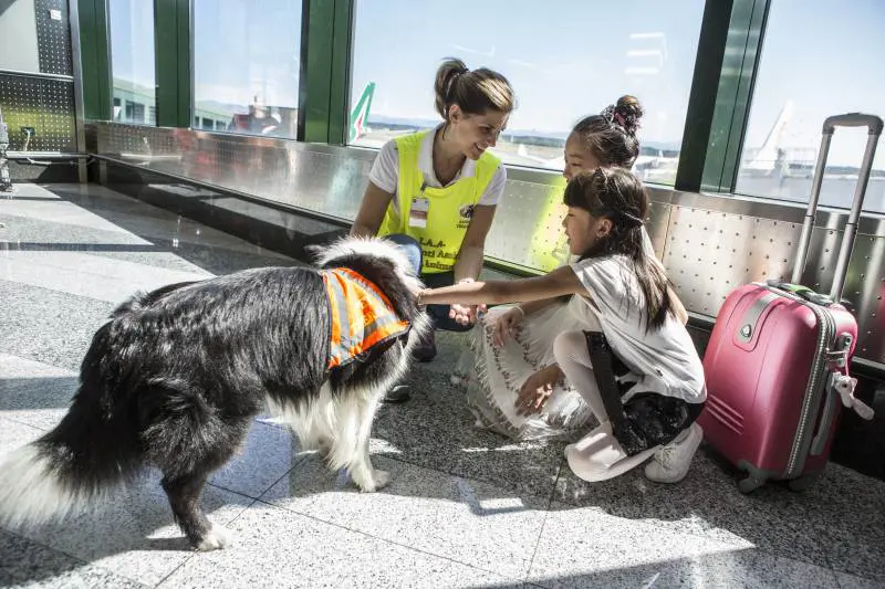 Malpensa e Linate, in volo senza stress con gli amici a quattro zampe