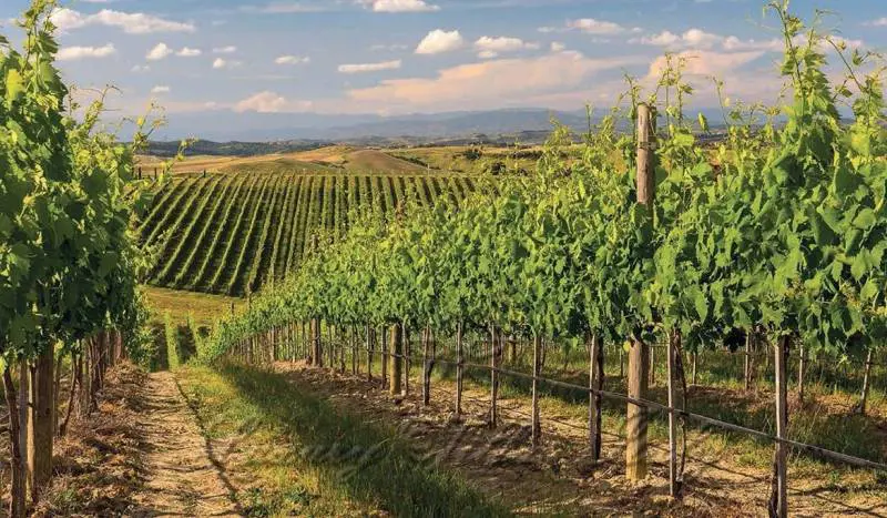 Imprenditore condannato per aver pulito il suo terreno dalle erbacce