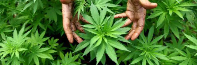 Dilaga la "Cannabis light", nuovo store a Terni