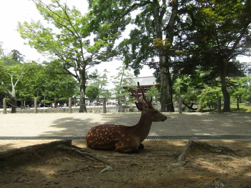 Nara, la perla di Buddha custodita dai cervi