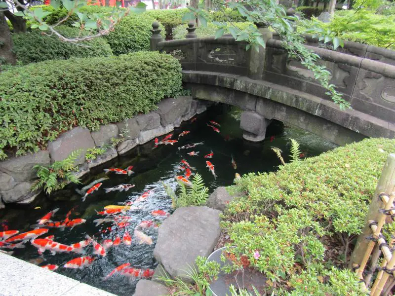 Asakusa, all'ombra del Tuono nuotano le carpe