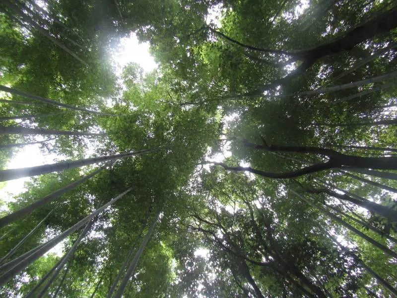 Arashiyama, il fascino invincibile della foresta di bambù
