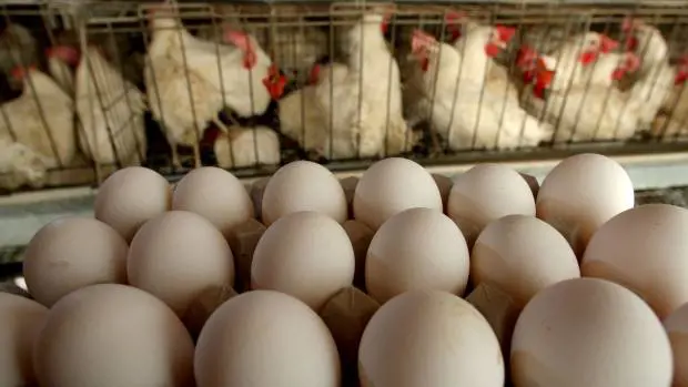 Uova contaminate dal fipronil: come agisce l'insetticida