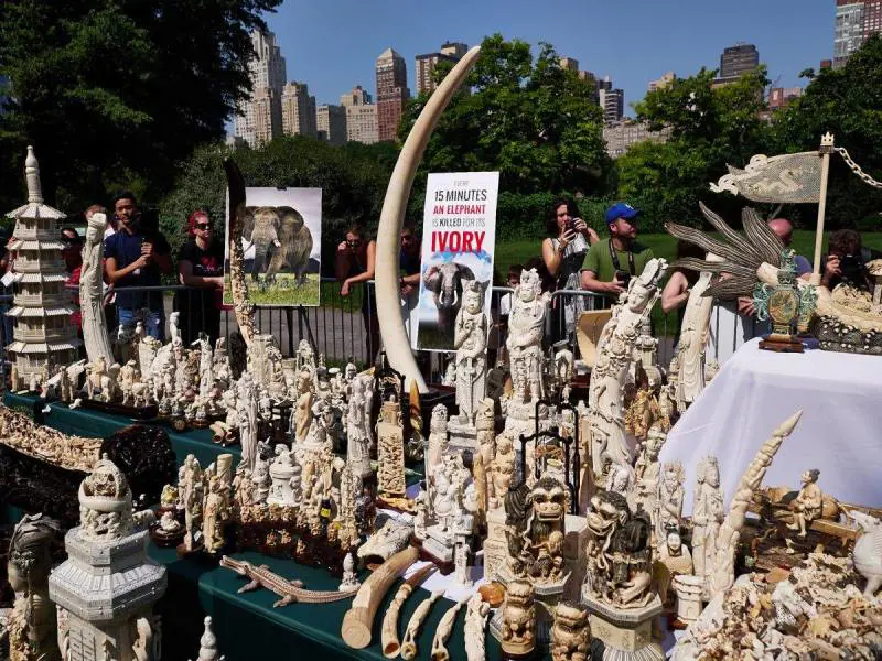 New York distrugge l'avorio per salvare gli elefanti