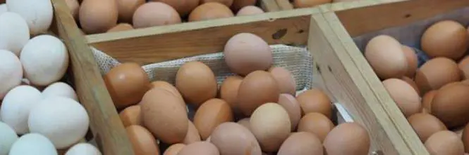 Da Bari arriva la soluzione bio contro le uova infette