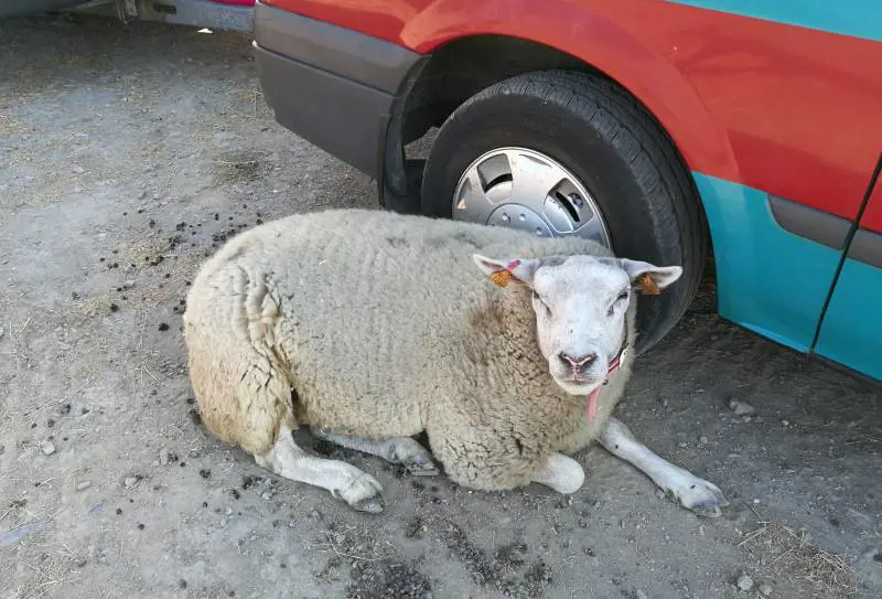 Rissa tra pastori, a farne le spese è una pecora