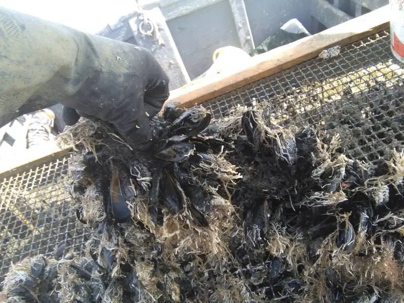 Taranto, il caldo uccide le cozze