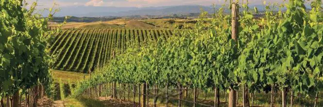 Venosa, un anziano dà fuoco a un casolare di immigrati