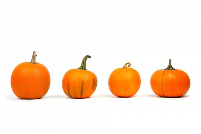 Zucca: pelle e capelli più sani in autunno