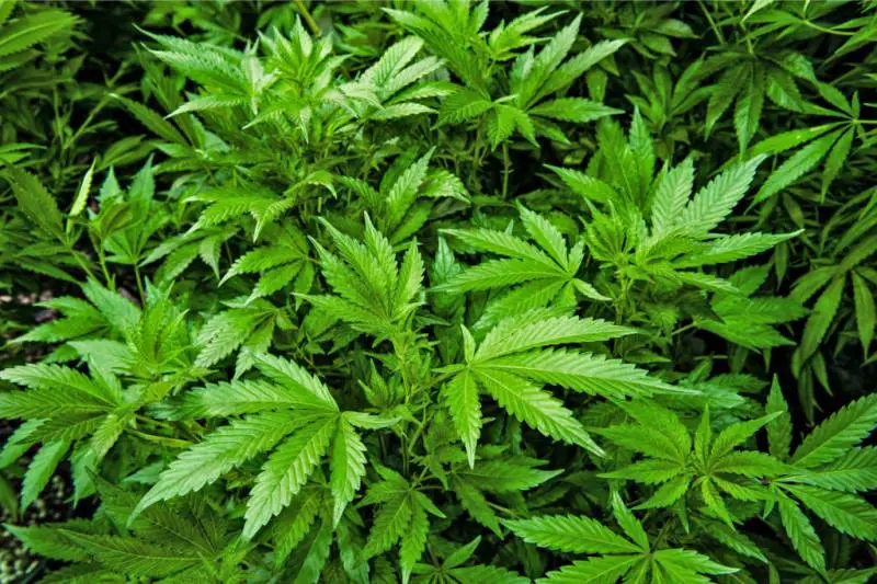 Vive con 51 piante di marijuana in casa, trovato morto asfissiato