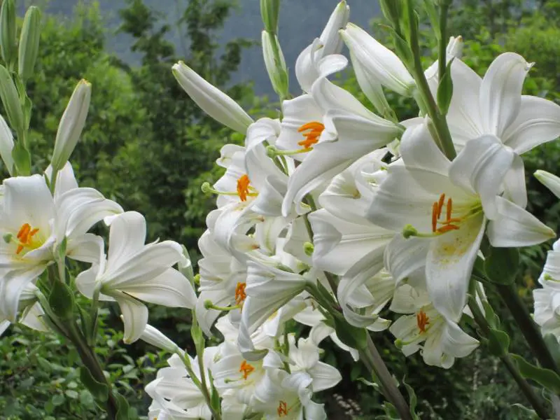 Il primo fiore sbocciato in terra aveva la forma di un giglio