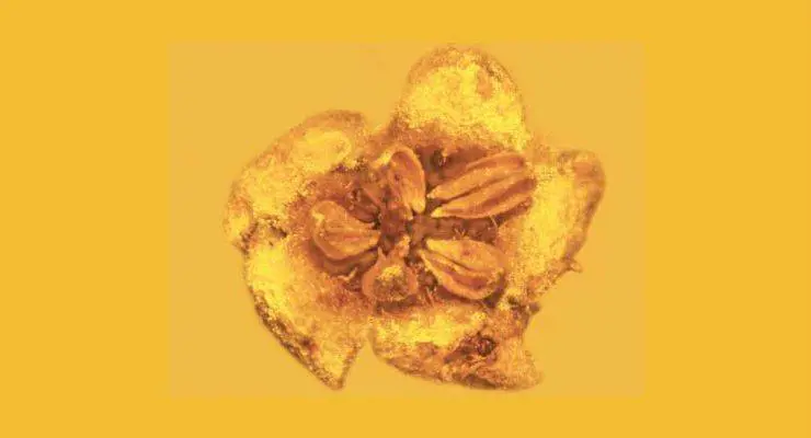 L'ambra nasconde i petali del Cretaceo
