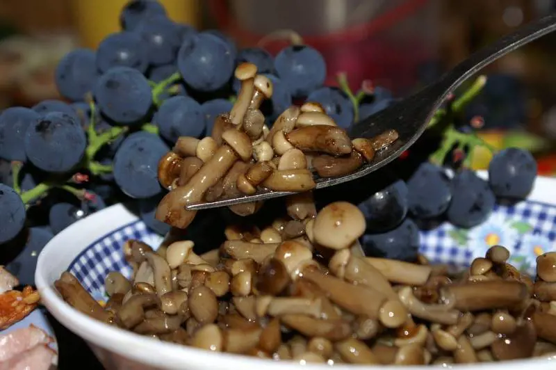 74enne muore in ospedale, dopo aver mangiato funghi