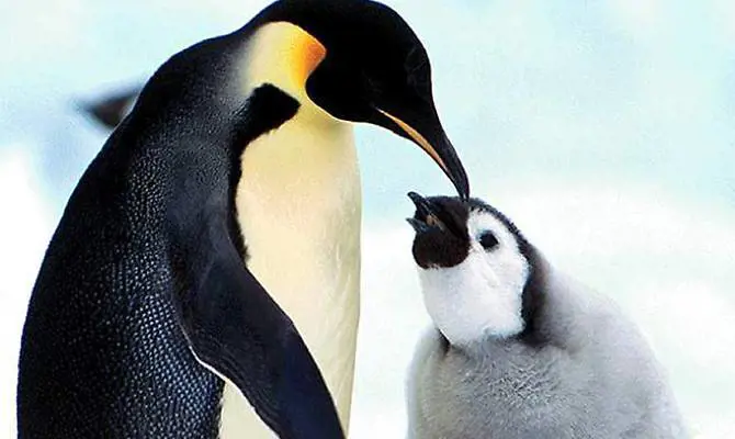 In Antartide la pioggia fa una strage di pinguini
