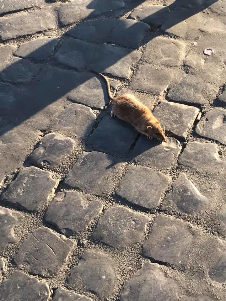 Roma, topo di Castel Sant'Angelo diventa star sul web