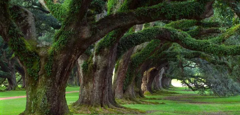 Mi ricordo monumenti verdi