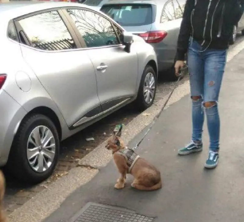 Milano, il giallo del "caracal" (lince del deserto) segnalato dal Comune