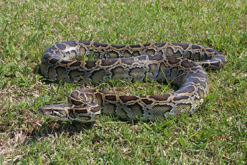 Indonesia, donna uccisa e inghiottita da pitone. Il suo corpo è intatto