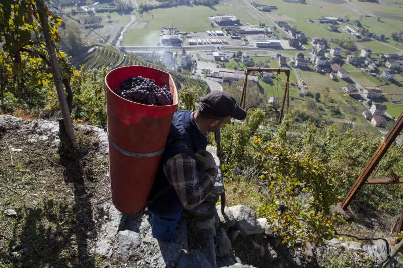 "Terrazze romane" per coltivare la vite