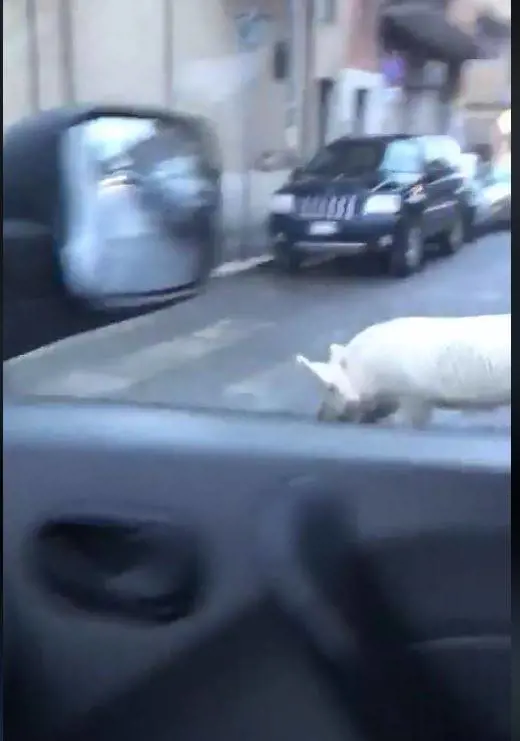 Riecco il "maiale di Roma": Da Meloni nuovo video