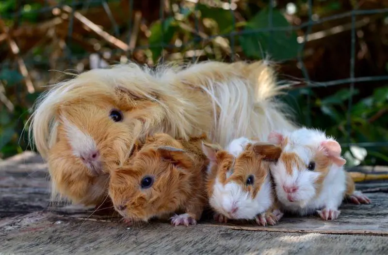 Porcellini d'India e topi. Ecco 10 animali esotici a misura di bambino