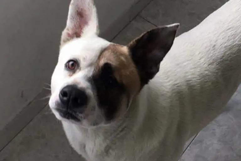 Adottato da un'intera città, poi investito. La favola di Ringo: il cane senza padroni