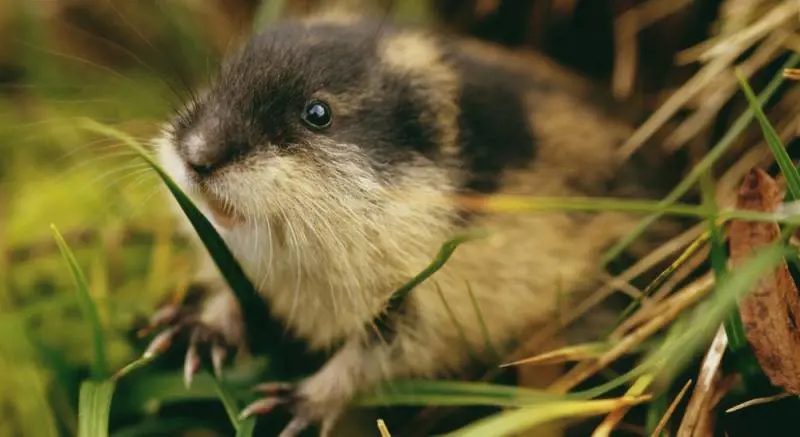 I lemming si uccidono: leggenda o fake news? I sette miti da sfatare