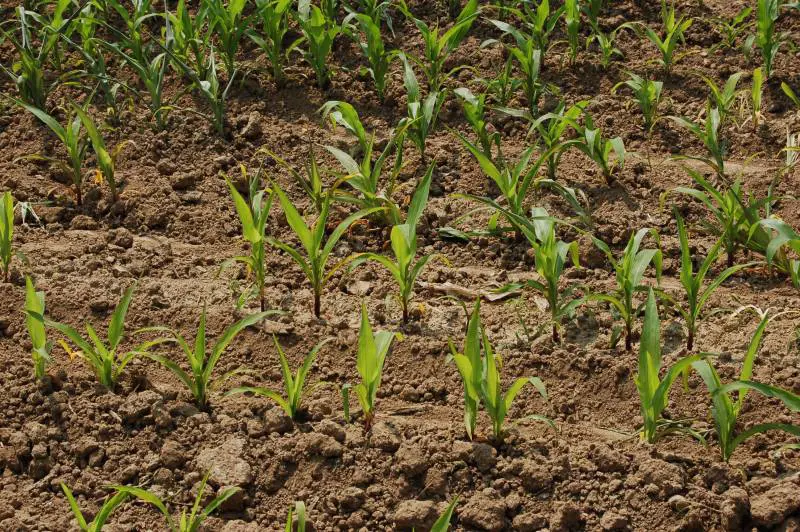 Scagionato il mais ogm: "Non nuoce alla salute"