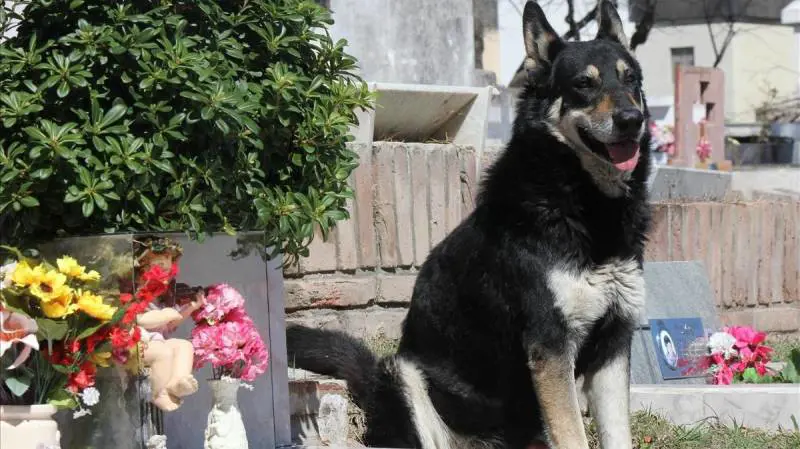 Capitan, addio al cane simbolo della fedeltà