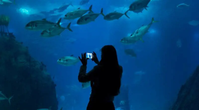 Immagine gallery