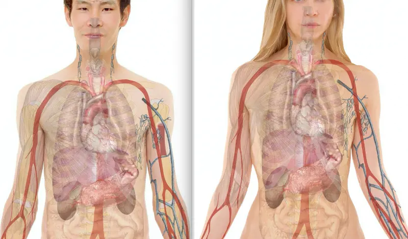 È umana solo la metà del nostro corpo